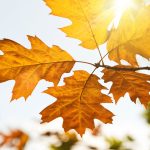 autumn-leaves-in-the-sun-of-light